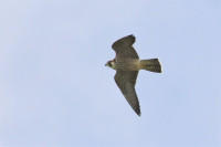 Sentier des Bouquetins
